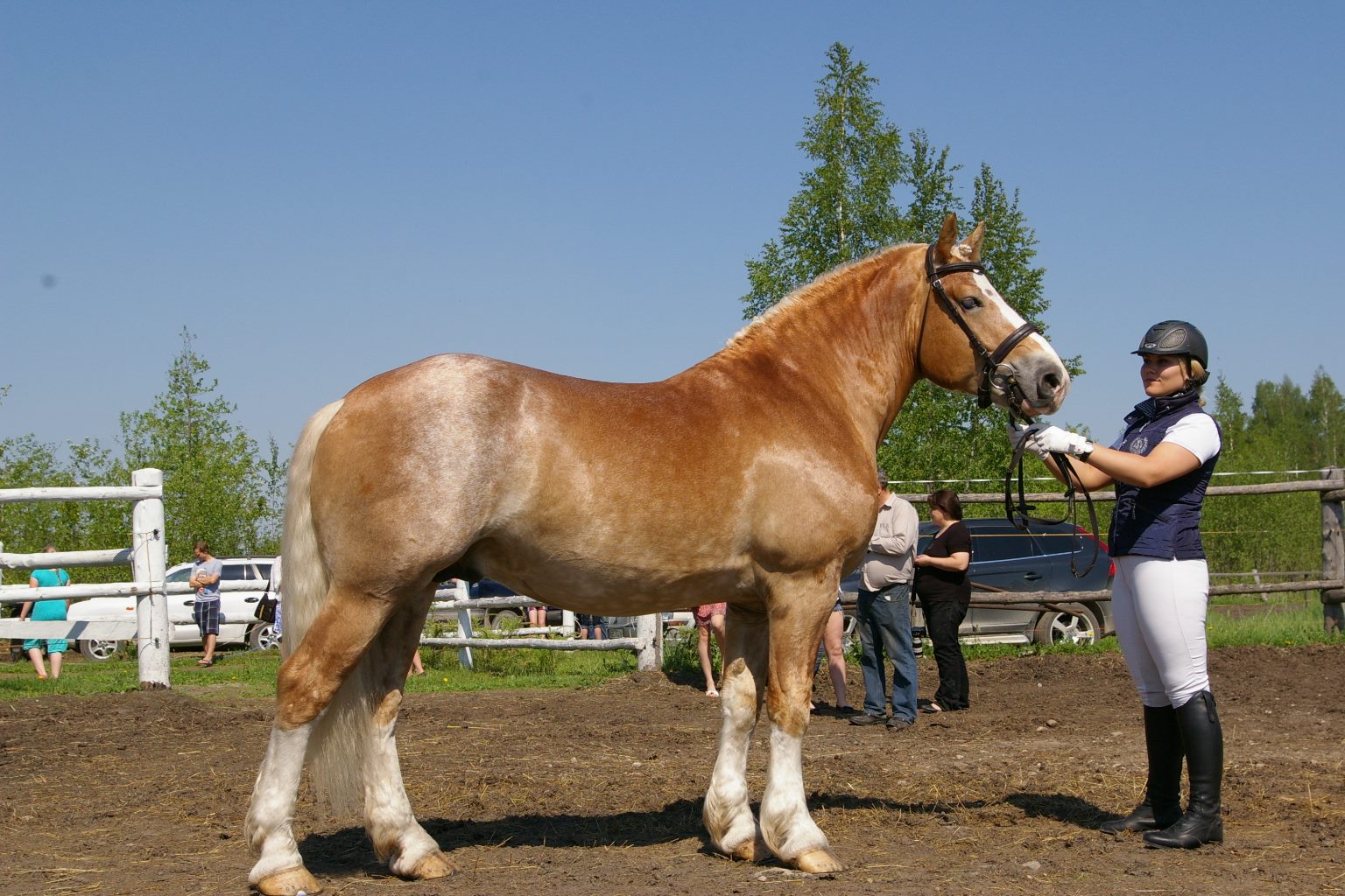 Swedish Ardennes Horse